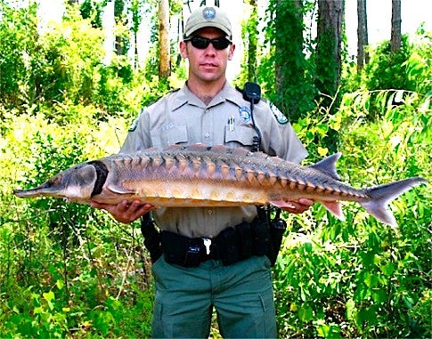 A Florida Fish and Wildlife Conservation Commission holds an average-size Gulf Sturgeon.