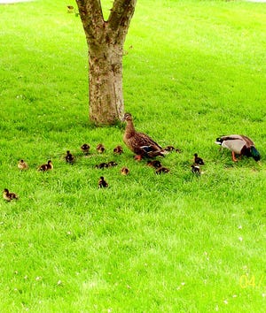 A pair of ducks that made the yard of Dick and Sherry Mellott at 223 N. Allison St., their home appeared Sunday with 16 ducklings.