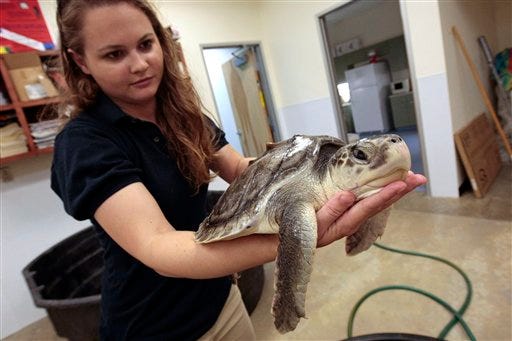 Research assistant Megan Broadway holds an injured sea turtle at the Institute for Marine Mammal Studies in Gulfport, Miss., on Saturday. The institute is gearing up to help marine mammals that may be injured by the oil slick in the Gulf of Mexico. (AP Photo/Dave Martin)