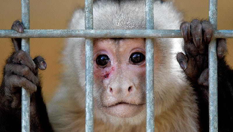 Experts Pet Capuchins Can Turn On Their Owners Experts Pet Capuchins Can Turn On Their Owners