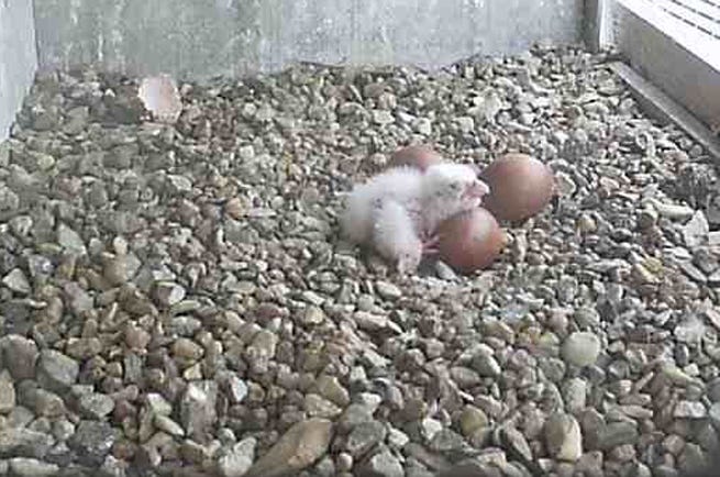 first-falcon-hatches-on-mom-s-day