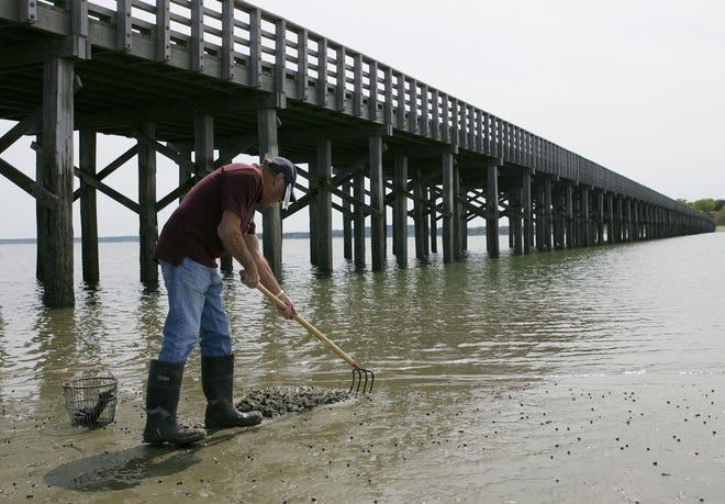 ALEX JONES/The Patriot Ledger
Fred Clark of Rockland digs for quahogs next to the Powder Point Bridge in Duxbury on Tuesday.