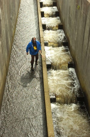 Weymouth herring run warden George Loring inspects the fish ladder at Herring Run Park.
