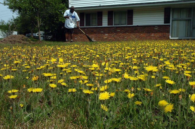 Gary Stcyr of Brockton rakes his dandelion-filled front yard.