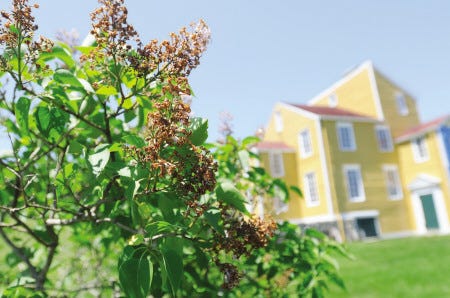 The Wentworth-Coolidge Mansion canceled its Lilac Festival this year and will instead focus on restoring lilacs decimated by fungus.