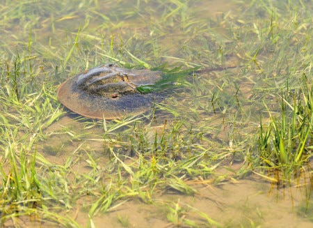 A horseshoe crab works its way over eelgrass Monday during spawning season in the estuary, where fresh water and ocean water mix near the Great Bay Discovery Center in Greenland.