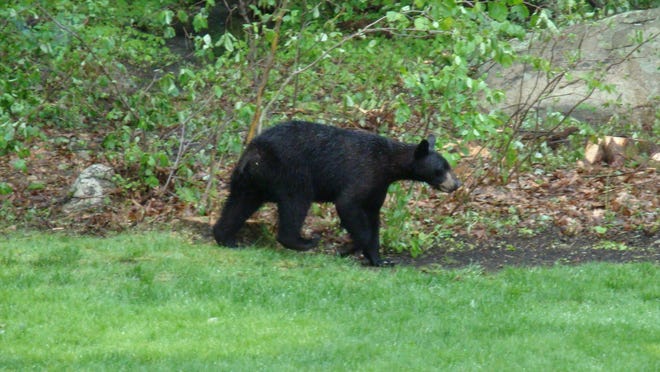 Wednesday, a black bear was seen in the backyard of a home on Edgehill Lane in Bellingham. A bear sighting was also reported in Blackstone Monday afternoon. Send us your shots - bedwards@cnc.com.
