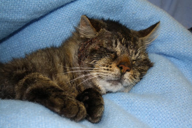 This North Quincy cat, Cocoa, was found by its owner stumbling and reeking in gasoline. The feline had to be euthanized.