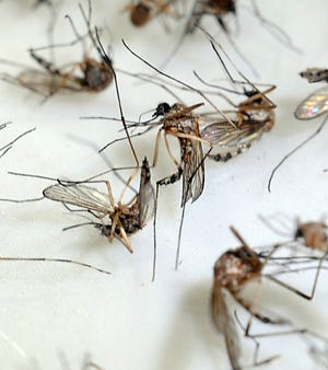 Mosquitoes at the Central Mass. Mosquito Control Project under the microscope of Entomologist Curtis Best of Hopkinton.