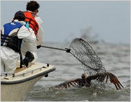 An oiled brown pelican being rescued from Barataria Bay off the coast of Louisiana.