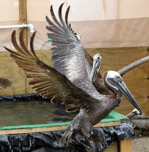 A brown pelican spreads its wings Saturday after being cleaned at a rescue 
center at a facility set up by the International Bird Rescue Research Center 
in Buras, La.ASSOCIATED PRESS / BILL HABER