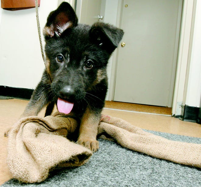 Nine-week-old Cain, the Navarre Police Department’s new K-9, plays with a towel at the police department building.