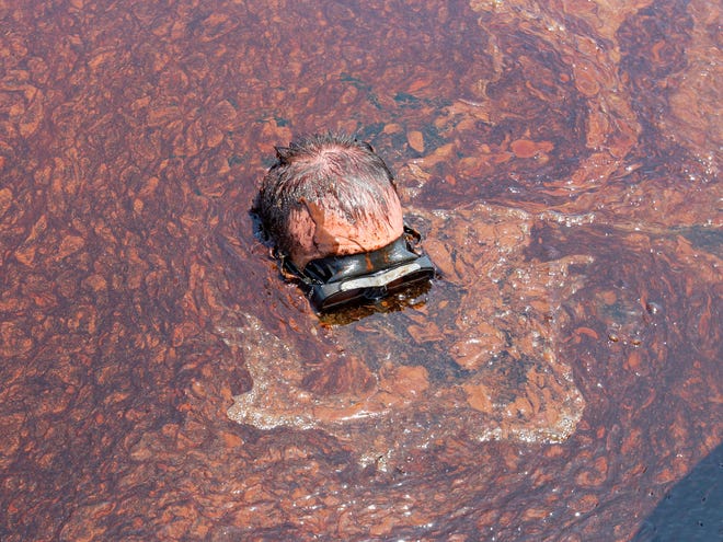 Associated Press photographer Rich Matthews dives into oil from the Deepwater Horizon spill in the Gulf of Mexico south of Venice, La., on Monday.
