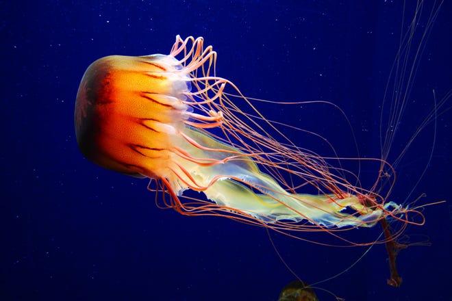 The Mystic Aquarium & Institute for Exploration has added a permanent jellyfish exhibit called “Jellies: The Ocean in Motion.”