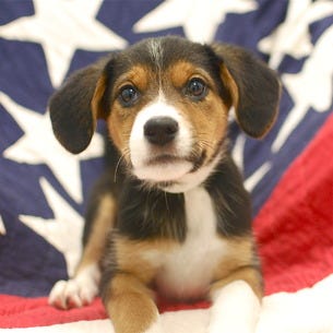 Patriotic pet seeks loving home
