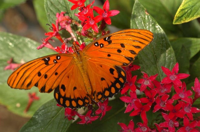 Garden Q A This Caterpillar S Soft Spikes A Defense Mechanism Garden Q A This Caterpillar S Soft Spikes A Defense Mechanism