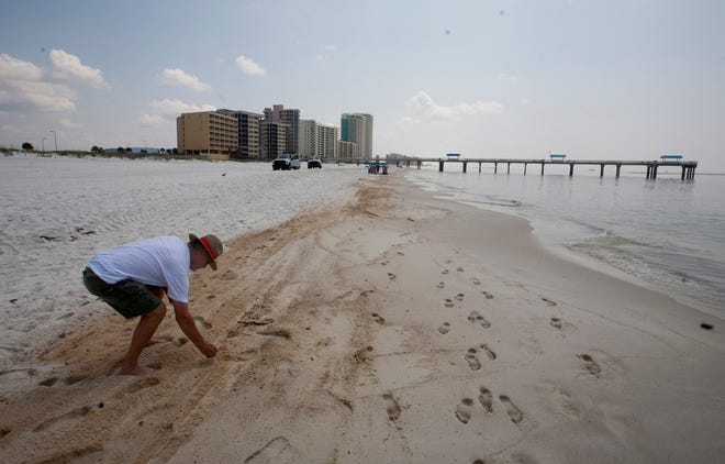 A beachgoer looks for shells in the stained sand along an Alabama beach.