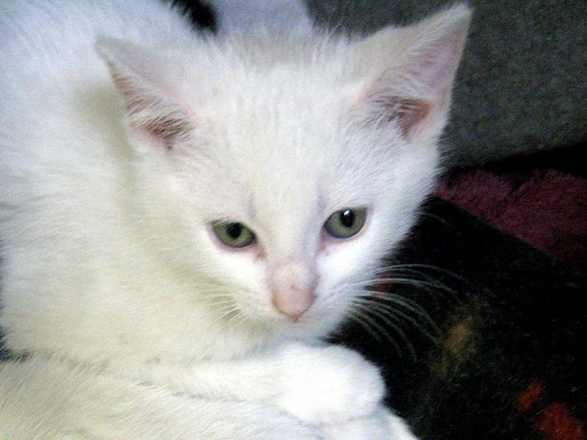 Sugar, a 10-week-old female, is available at Hull Seaside Animal Rescue. Call 781-925-3121.