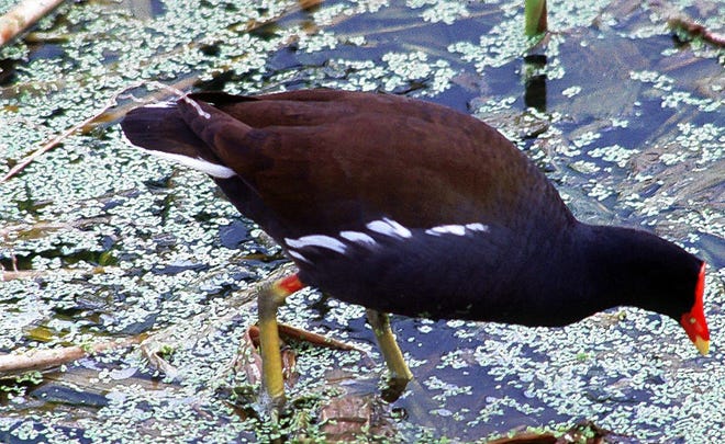 The moorhen is easily distinguishable from other waterfowl by its coloring, its sounds and its manner of swimming head constantly bobbing up and down. It is present in Pennsylvania, but secretive and uncommon.