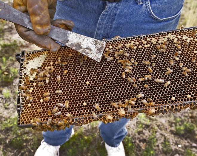 David Mendes of Fort Myers, Fla., brings millions of bees from the south to the South Shore to help cranberry growers pollinate their crop. Right now is peak time for the bees doing their work. Mendes shows some the bees in his hives.