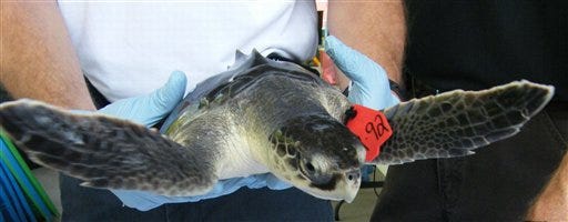In this June 10, 2010 file photo, a Kemp’s ridley sea turtle is lifted back to its temporary tank after being weighed, getting its heartbeat and temperature taken, and getting a shot of antibiotics at the Audubon Nature Institute’s Aquatic Centerin New Orleans. An effort to save thousands of sea turtle hatchlings from dying in the oily Gulf of Mexico will begin in the coming weeks in a desperate attempt to keep an entire generation of threatened species from vanishing.