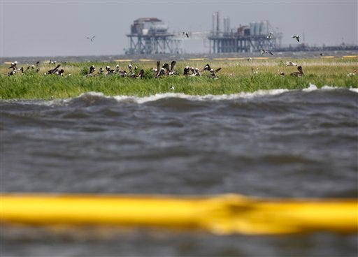 Nesting pelicans and other birds are seen on Dead Man's Island, which is now being impacted by oil, in Bay Eloi off the coast of St. Bernard Parish, La., Saturday, July 3, 2010.