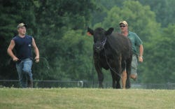 Photo by Daniel Freel/New Jersey Herald Farmers chase after a steer that escaped from its handlers.