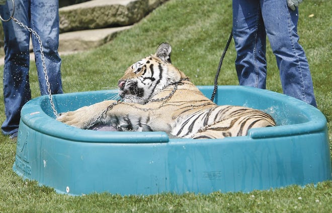 Obie #40 lounges in a kiddie pool at Stump Hill Farm.