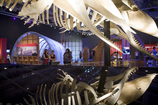Two sperm whale skeletons, the male Tu Hononga and the female Hinewainui are suspended at the center of Whales Tohora.