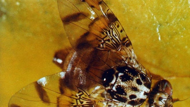 A Mediterranean Fruit Fly, shown in this undated Florida Department of Agriculture photo, is about two-thirds the size of the common housefly and can cause enormous damage to various crops, including Florida's billion dollar citrus industry. Officials are continuing their night-time spraying of Malathion to help kill the pest.