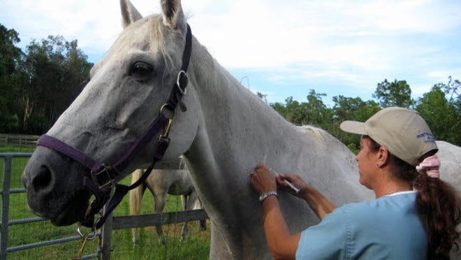 Dr. Eileen Gesoff vaccinating Ann Sponder's Warmblood horse Bella against Eastern Equine Encephalitis.