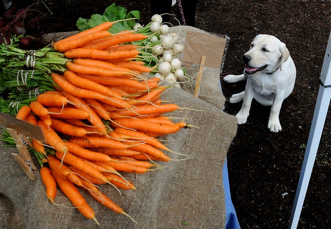 Neely, a Labrador puppy belonging to Jacqueline Stahl of Wayland, pauses at carrots and turnips from Two Field Farm in Weston at the Wayland Farmers Market.