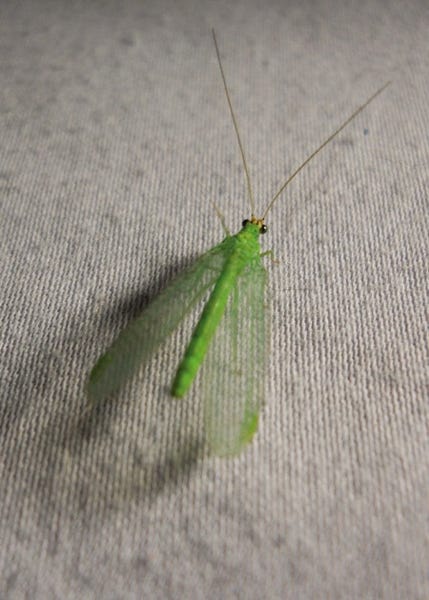 Shedding light on green lacewing and other flying insects