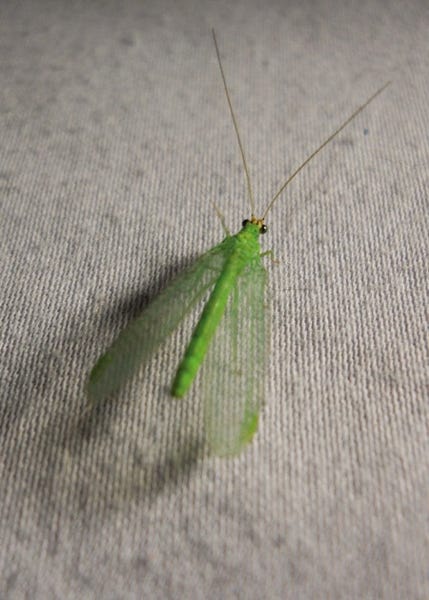List of 10+ Green bug with clear wings 2 Shedding light on green lacewing and other flying insects