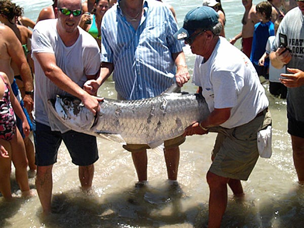 This 125-pound tarpon was caught on a live blue fish and successfully released by Fred Leonard of Smithfield, July 5 at the Oak Island Pier. Photo submitted by Oak Island Pier