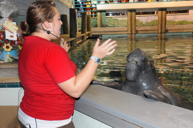 Snooty, a 62-year-old manatee, is excited to receive a birthday cake of fruit and vegetables from one of his handlers, Sarah Nadler.