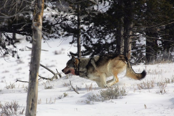 In this Feb. 16, 2006 photo provided by Yellowstone National Park, a gray wolf is seen on the run near Blacktail Pond in Yellowstone National Park in Park County, Wyo. Tens of thousands of gray wolves would be returned to the woods of New England, the mountains of California, the wide open Great Plains and the desert West under a scientific petition filed with the federal government Tuesday, July 20, 2010. (AP Photo/Yellowstone National Park)