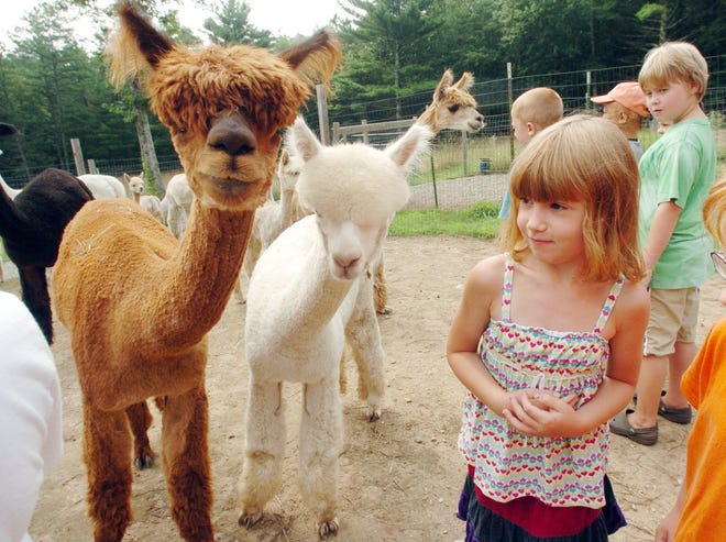 Emily Werthein, 6, of Sterling meets alpacas Wednesday at the Pine Hill Alpaca Farm in Sterling.