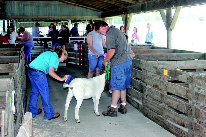 Alexis Meadows grooms her goat prior to Tuesday’s 4-H show.
