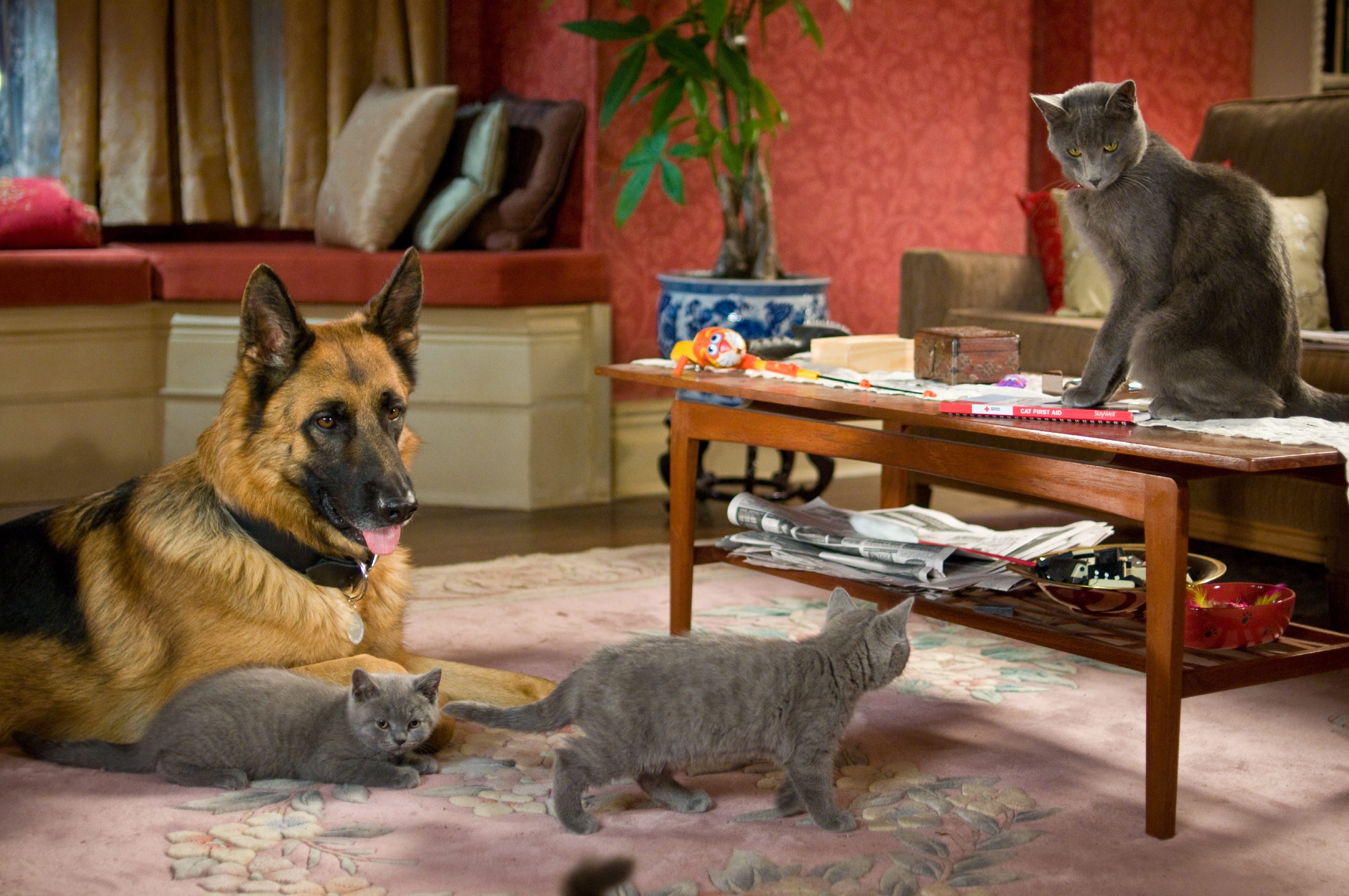 Movie Review Fur Flies In Cats Dogs The Revenge Of Kitty Galore