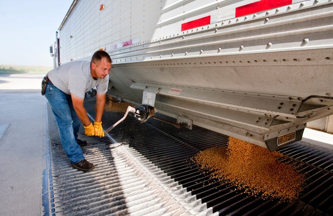 Mark Stiltz, of Jacksonville, opens the gates to his hauler to dump about 980 bushels of corn into the Farmers Elevator Co.'s grain elevator in Lowder, Ill., Tuesday, Aug. 3, 2010. Justin L. Fowler/The State Journal-Register
