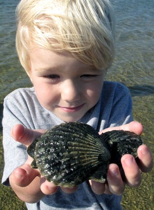 Ryder Hale, 3, of Nantucket holding some bay scallops found in the Monomoy area during the 2009 family scallop season.