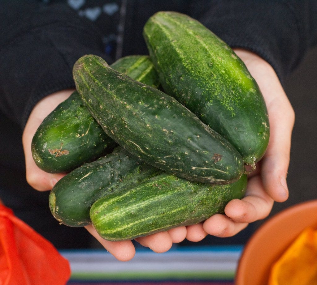 Garden Q&A: My cucumbers have a bitter taste what's wrong?