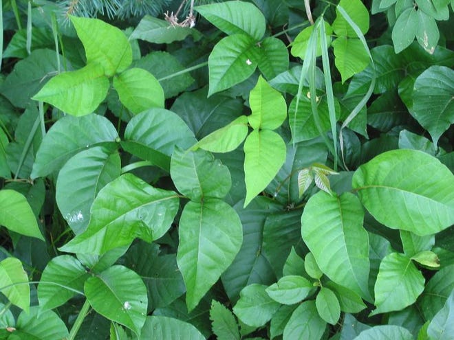 Be vigilant in controlling poison ivy near your living space.