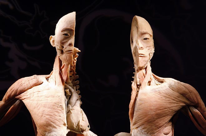 One of the preserved bodies on display at the "Bodies: The Exhibition" display in Cleveland.