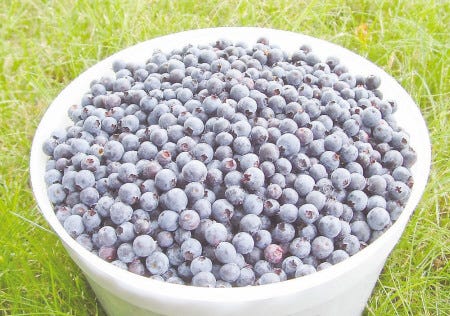 Blueberry picking didn't go quite the way Stephanie Lazenby envisioned.