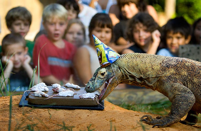 Krakatoa, the St. Augustine Alligator Farm and Zoological Park's 75-pound, 7.5-foot long Komodo Dragon, celebrates his eights birthday with fellow eight-year-olds from R.B. Hunt Elementary School Wednesday morning, October 1, 2008. The children sang "Happy Birthday" to the large lizard as he was presented with a meat cake topped with mice. BY DARON DEAN, daron.dean@staugustine.com
