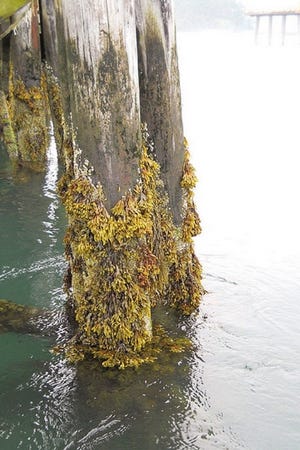 A piling in York Harbor is covered with different seaweeds and barnacles.