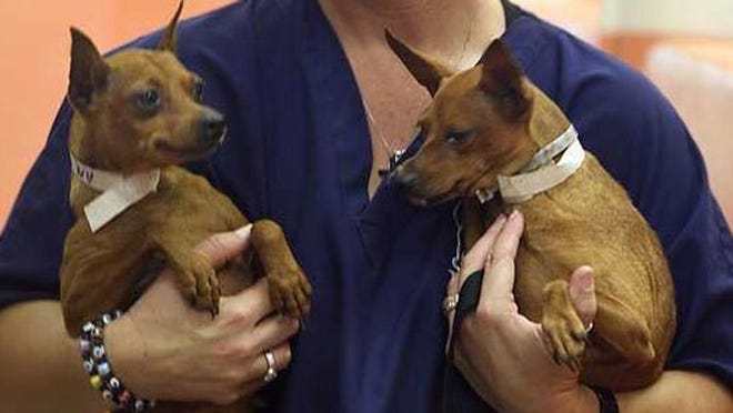 Two miniature pinschers of more than 100 rescued from an alleged puppy mill in Pascagoula, Mississippi, arrive in the arms of veterinarian technician Tammi Issak August 14 at the Humane Society of Broward County in Dania Beach. (PHOTO BY EILEEN SOLER)