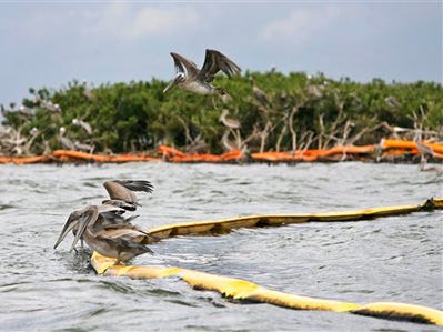 Mangrove Island, a delicate breading ground for Louisiana's brown pelicans located in Barataria Bay near Grand Isle, La., is covered with birds and surrounded by boom Wednesday, Aug. 18. 2010. (Kerry Maloney/ The Associated Press)